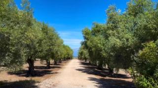 Mágica Casona entre olivos con piscina y chimenea - 8