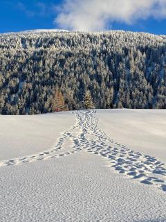 Nanisgarten - Grannys flat - 6