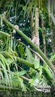 The Monkey Cabin, Walk to the beach! - 8