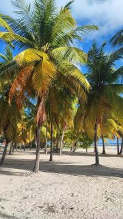 Villa Cayouli à Désirade, piscine privée et vue mer, capacité 6 personnes - 5