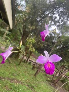 Cabinas Chocuaco - 5