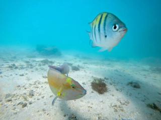 Casa em Maragogi, Sítio São Bento - 1