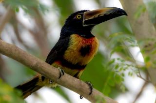 Rio Celeste Birds Garden Apartment with Air Conditioning Comfort and Privacy in a Natural Environment - 1