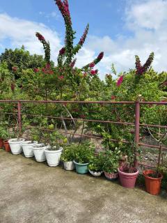 Pableo's Pension House in Moalboal - 1