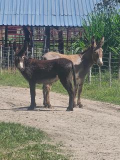 Tamboti Farm Self-Catering Accommodation - 9