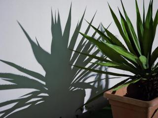 Le Paille en Queue - 9