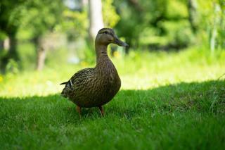 L'Hortillonne Amiens - Amiens - 2