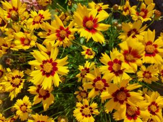 Erholung im Grünen und doch zentral - 4