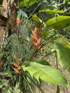 Vale dos Lagartos - Refugio na Serra dos Órgãos - 1