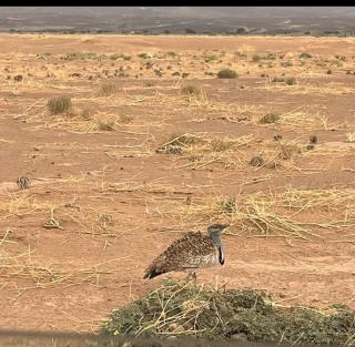 Iriki Desert Camp Foum Zguid - 5