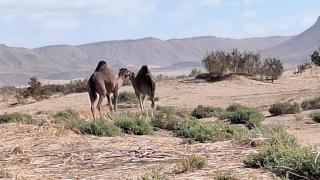 Iriki Desert Camp Foum Zguid - 6