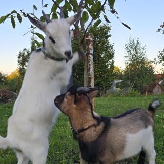 Agroturystyka Nad Stawem - 2