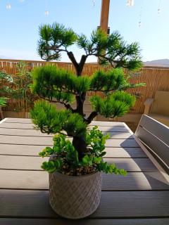 אלת המדברGoddess of the desert - 0