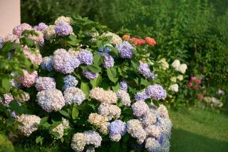 Apartments Organic Tourist Farm Gradišnik - 6
