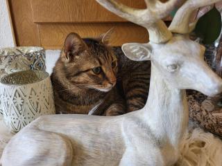 Top Appartements - 6