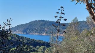 LA TERRASSE DES LAURIERS SUR L'ÎLE DU LEVANT - 8
