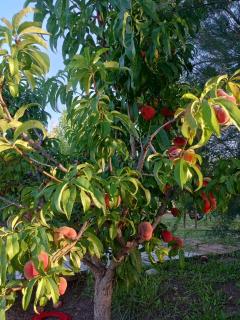 Entre fincas alojamiento rural - 3