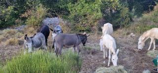 Tente Lodge transparente a 45 min de Nice VOIE LACTEE - 4
