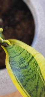 Arbanasi Apartment 1 - 1