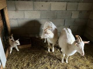 La Chapelle de Valogeon - 3