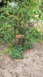 Cabañas Tía Marce, Los Lleuques - 5