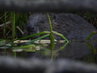 Real Swedish country house is ideal for large families - 7