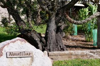 Nautilus at Hyams Beach - 9