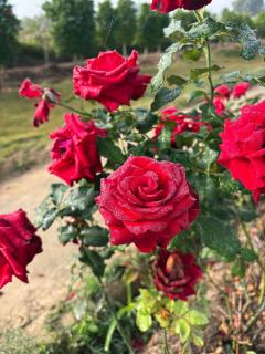 Paradise Resort & Cafe - 1