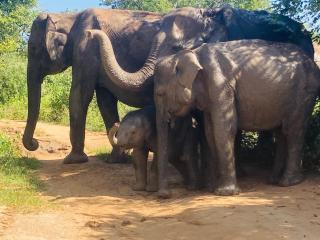 suncity privacy cottages - 1