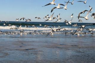 La Bella Inn - POOL OPEN - 3