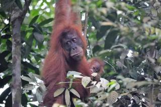 Mawas Guest House Only Book Trekking With Us - 9