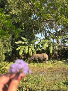 Hotel Sauraha Village - 1