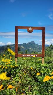 Wildberry Galaha - 7