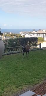 Luxury 2 Bedroom Villa Pinnacle Point - 6