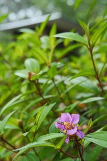 Kalm Cabin Phuket - 9