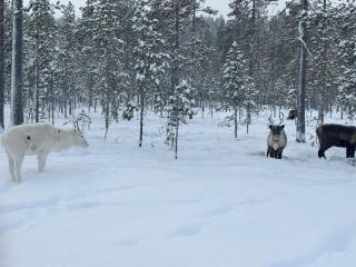 Rödvattnet cottages - 9