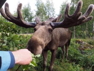 Stugan nära havet - 6