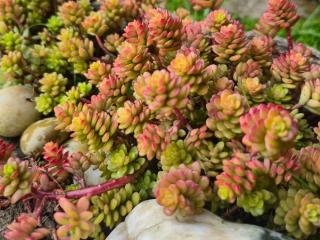 Hostal Boutique El Vergel Azul - 2