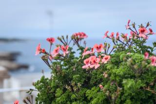 Nel Blu dipinto di Blu - Apartment - 2