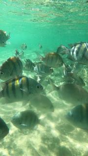 Glamping Sitio das Tartarugas - 8