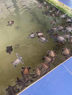 The black monkey villa - 2