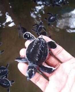 The black monkey villa - 3