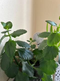 Studio équipé avec balcon - Évreux - 3