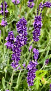 Comfortable apartment in the elite residental complex Parisien - 7