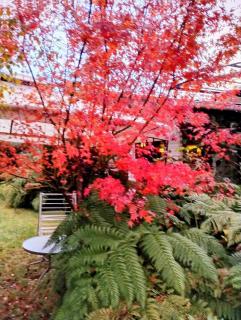 Cabaña 2 personas Pétalos Villarrica - 9