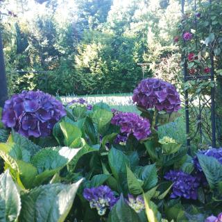 Cabaña 2 personas Pétalos Villarrica - 4