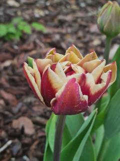 Oase 41 - 5 STAR location with Indoor swimming pool & unique landscape view - 6