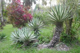 Casa de la Diversidad - La Casita - Ojochal - 4