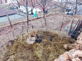 Taku Villa Wonderful view of Lake Ohrid - Udënisht - 9