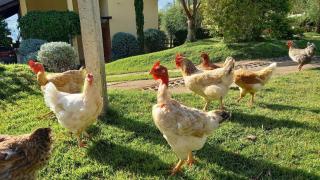 Rancho Ca Fé - Casa Rural - 9